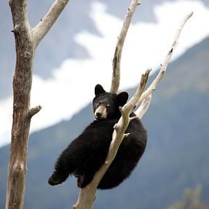 black bear cub and glacier