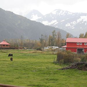 musk ox exhibit