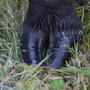 wood bison hoof