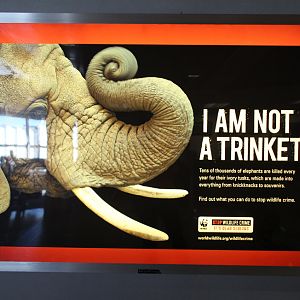 Airport ivory trade sign