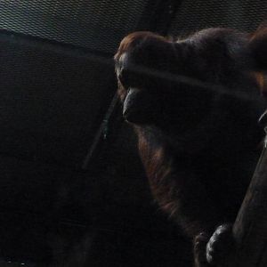 Female Bornean Orangutan, September 2016