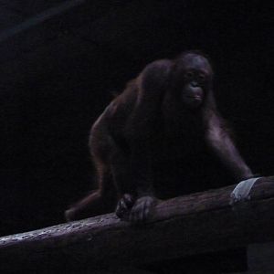 Female Bornean Orangutan, September 2016