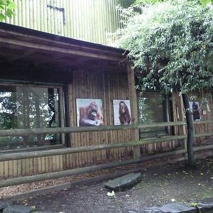 Orangutan house, September 2016