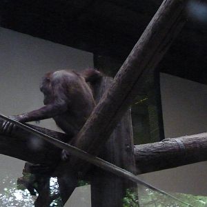 Female Bornean Orangutan, September 2016