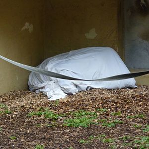 Bornean Orangutan, September 2016