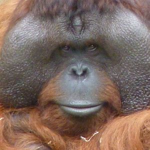Male Bornean Orangutan, September 2016
