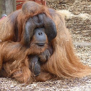 Male Bornean Orangutan, September 2016