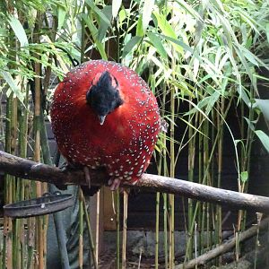 Satyr Tragopan, September 2016