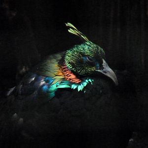 Himalayan Monal, September 2016
