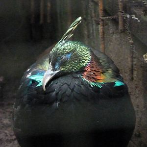 Himalayan Monal, September 2016