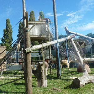 Orangutan enclosure, September 2016