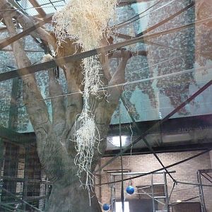 Orangutan house interior, September 2016