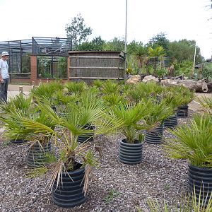 Palm oil plantation, September 2016