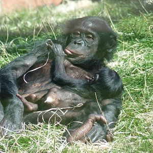 Bonobos, September 2016