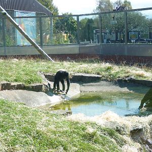 Bonobos, September 2016