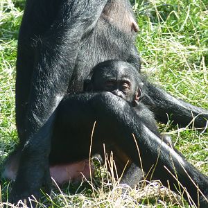Bonobos, September 2016
