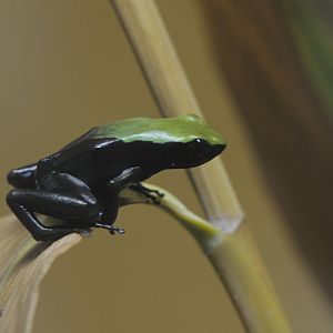 Climbing mantella
