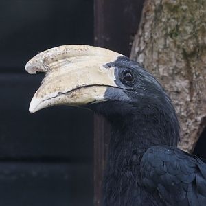 Malayan black hornbill male