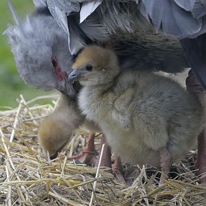 Southern screamer chicks