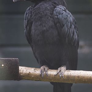 Malayan black hornbill female