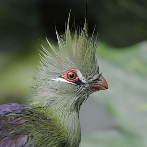 Wet Guinea turaco