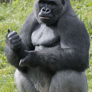 N'Dowe at the gorilla talk