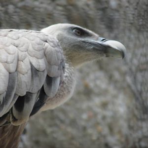 griffon vulture barcelona zoo