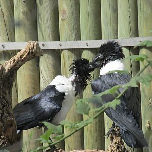 pied crow barcelona zoo