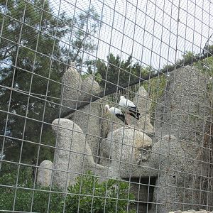 white storks barcelona zoo