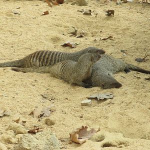 banded mongoose barcelona zoo