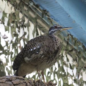 sun bittern barcelona zoo