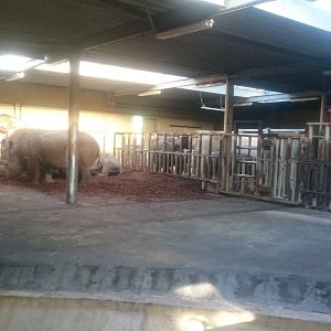 Indoor White rhino enclosure