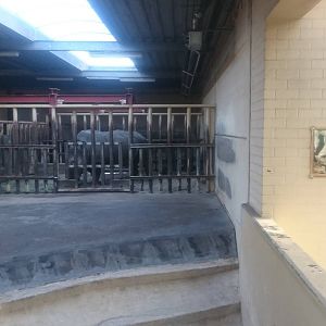 Indoor White rhino enclosure