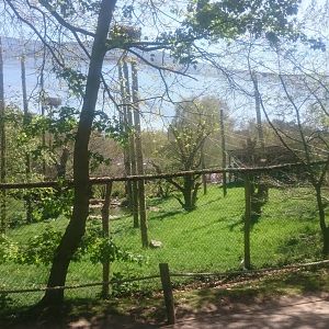 Aviary African swamp birds