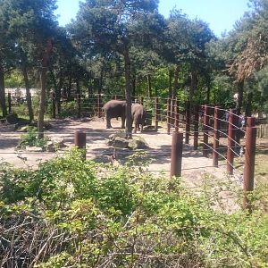 African elephant - male enclosure
