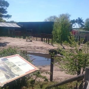 African elephant - male enclosure