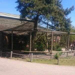 Aviary African birds