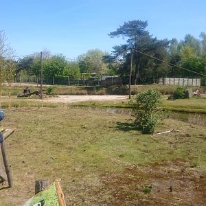 Gorilla and Colobus island