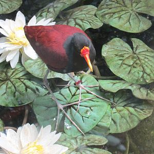 wattled jacana barcelona zoo