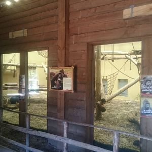 Gorilla indoor enclosure