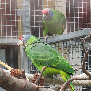 red tailed amazon parrot barcelona zoo