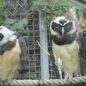 spectacled owl barcelona zoo