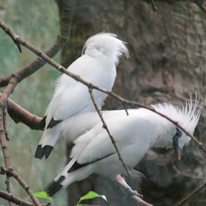 bali myna barcelona zoo