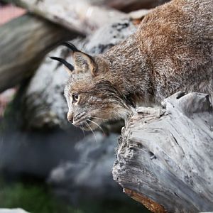 Canada lynx