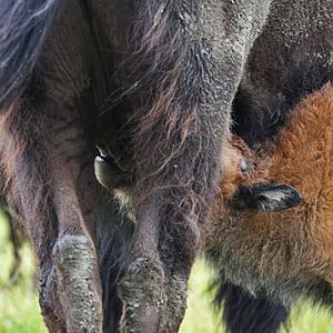 wood bison nursing