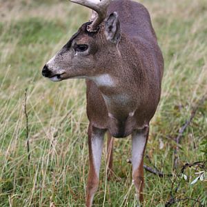 sitka black tailed deer