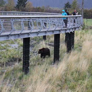 excellent bear viewing walkway