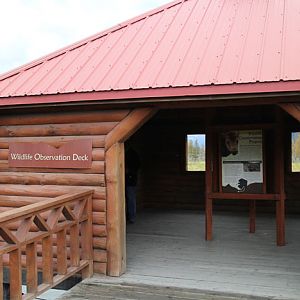 moose viewing deck