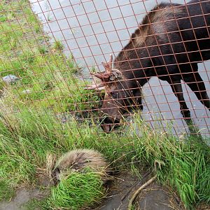 porcupine meets moose