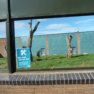 Chimps, September 2016